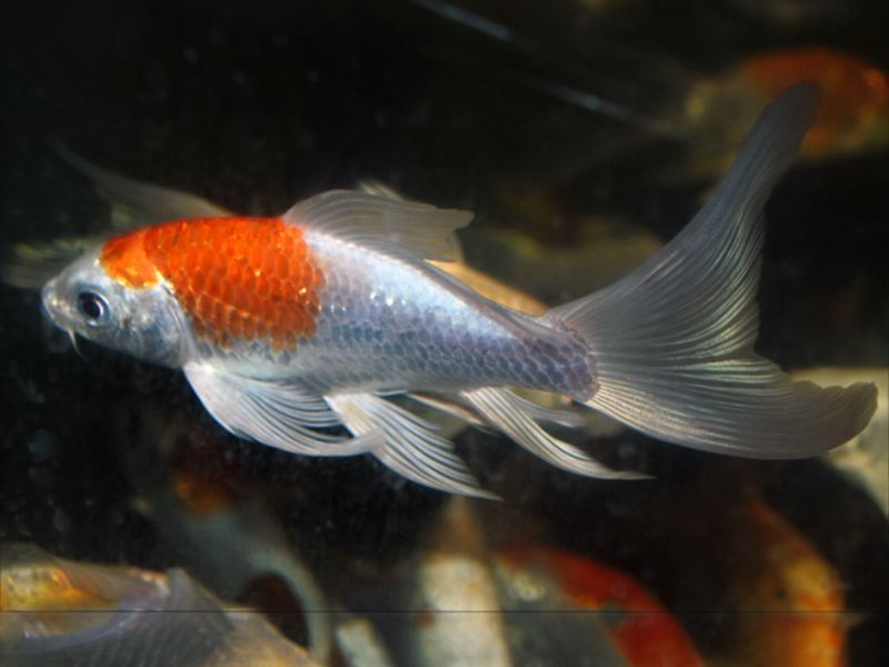 Koi - Cyprinus carpio "Butterfly Europe " 7-10cm