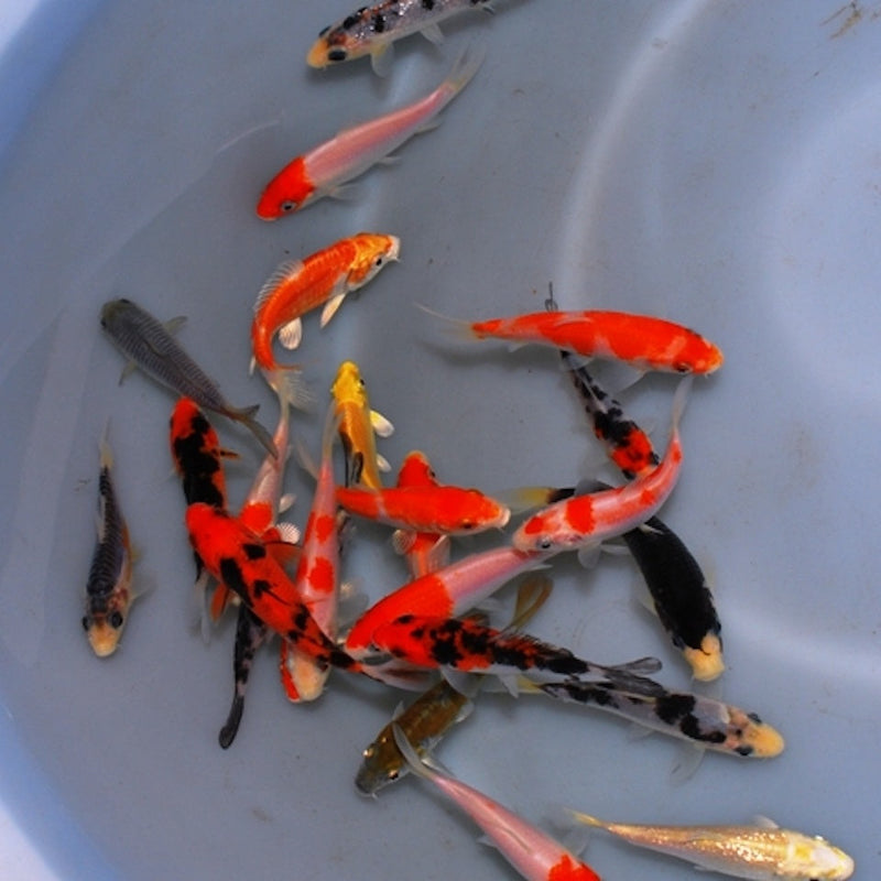 Koi - Cyprinus carpio "Extra Color" Europa 5-8cm