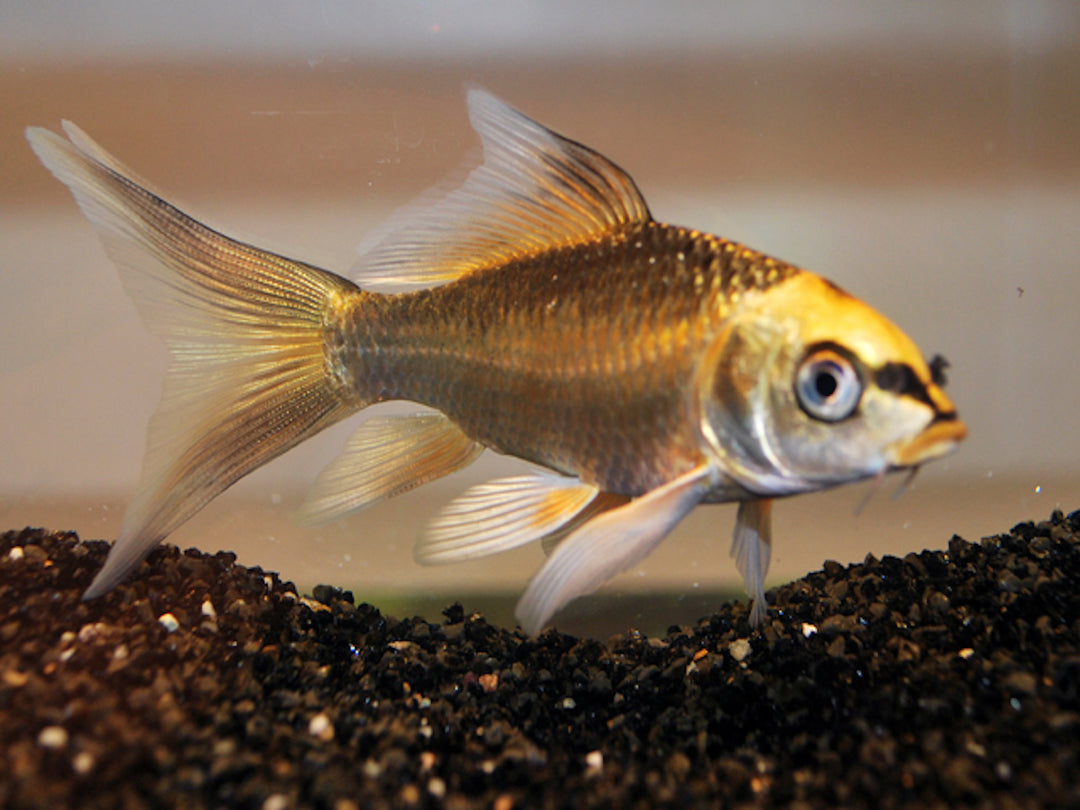 Koi - Cyprinus carpio "Ghost Butterfly" 15-20cm