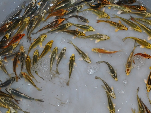 Koi - Cyprinus carpio "Ghost"