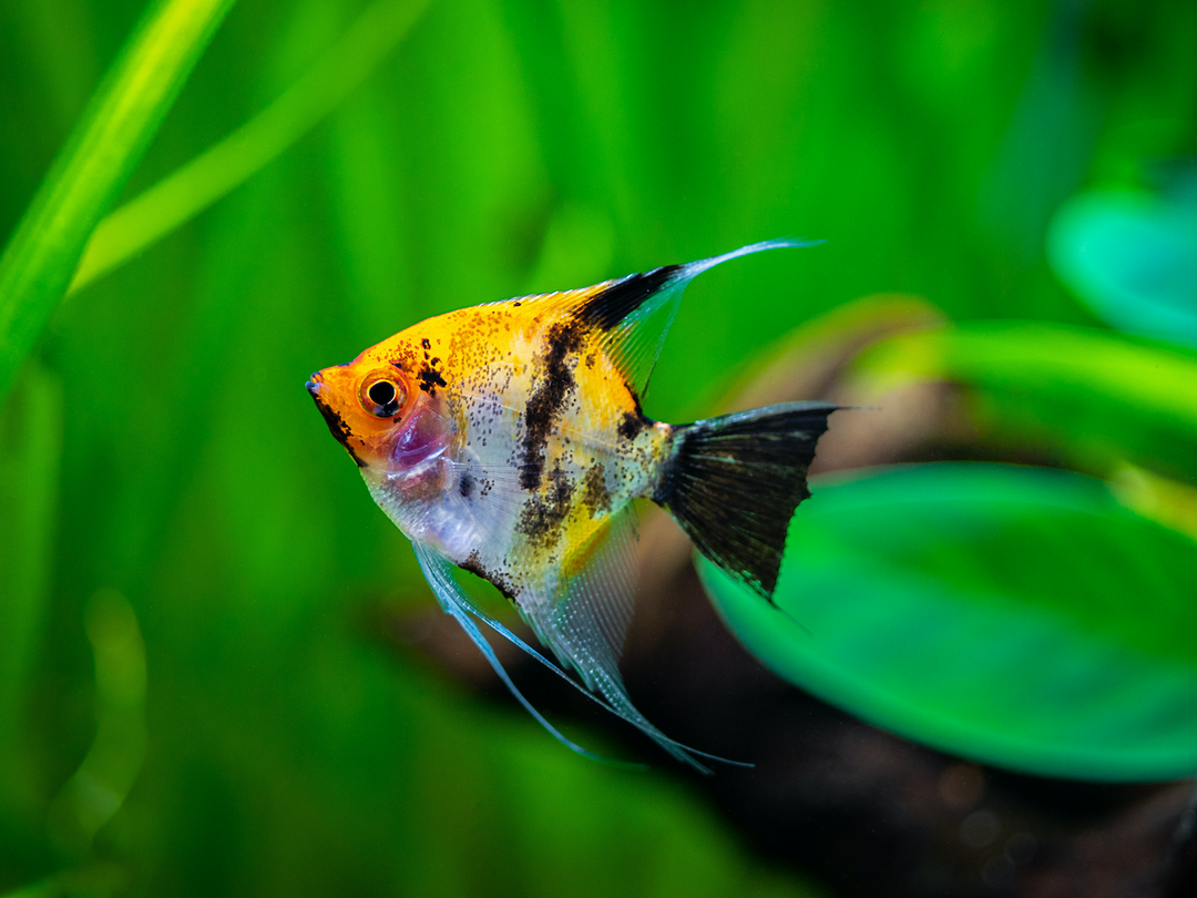 Skalar - Pterophyllum scalare "Koi"