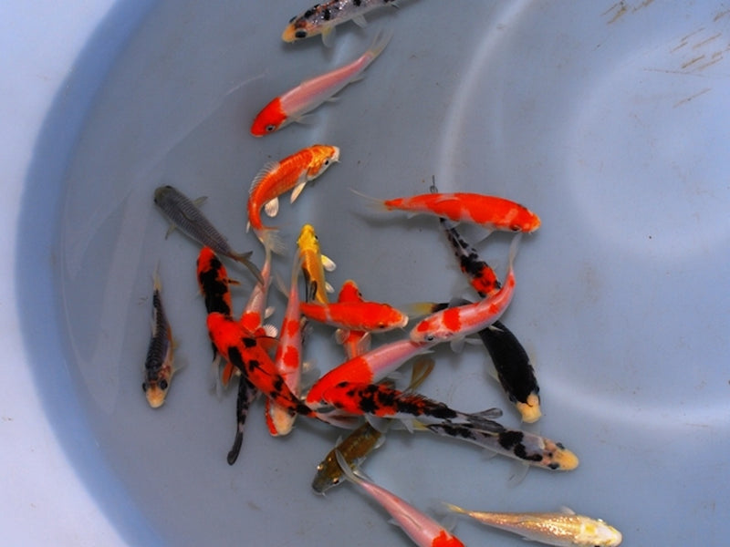 Koi - Cyprinus carpio "Extra Color" Europa 5-8cm