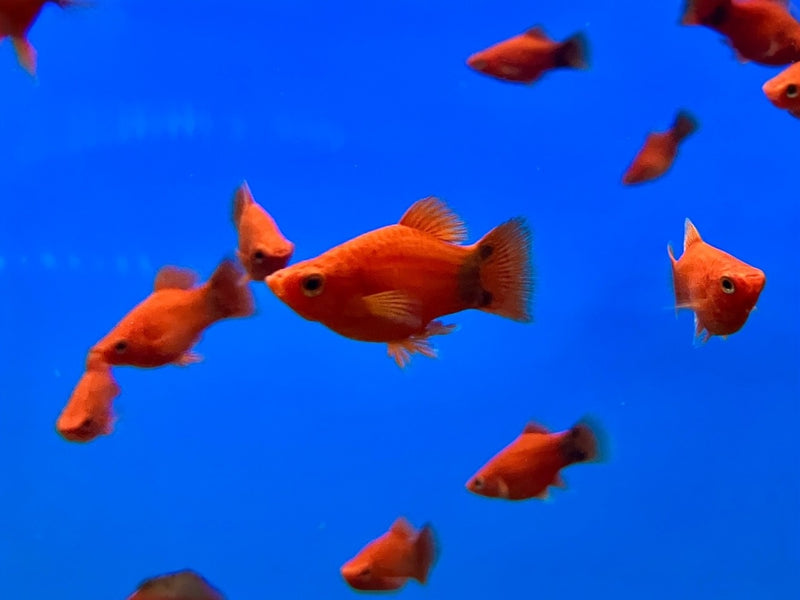 Platy - Xiphophorus maculatus "Korallenplaty Rot Mickey Mouse"