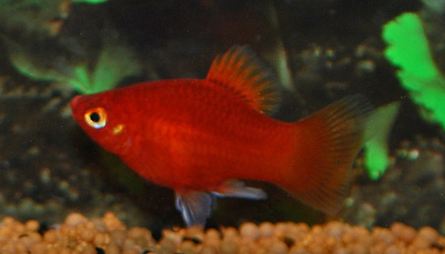 Platy - Xiphophorus maculatus "Korallenplaty"