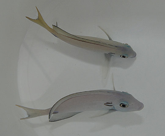 Kreisdorn Doktorfisch
