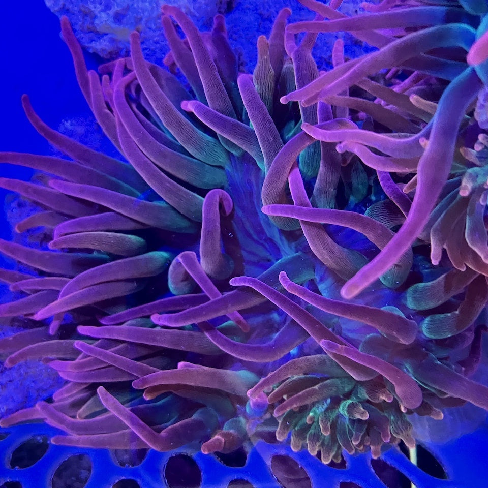 Kupferanemone - Entacmaea quadricolor
