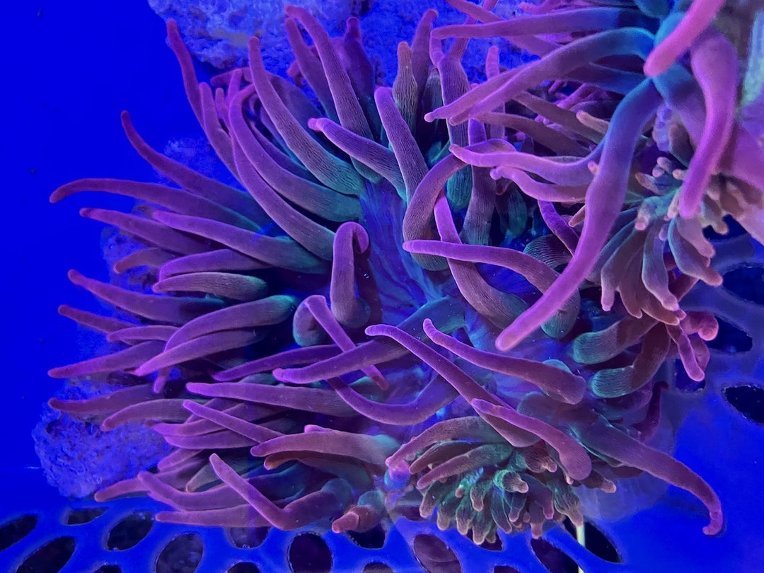 Kupferanemone "Sunburst" - Entacmaea quadricolor
