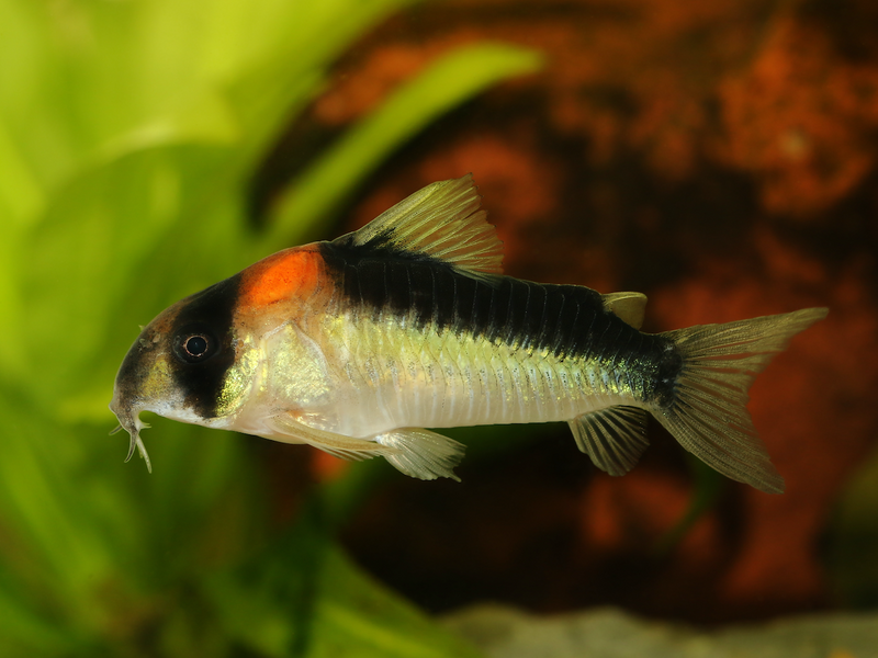 Kupferfleck Panzerwels - Corydoras duplicareus