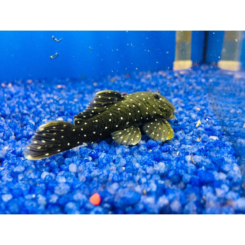Parancistrus sp. L30