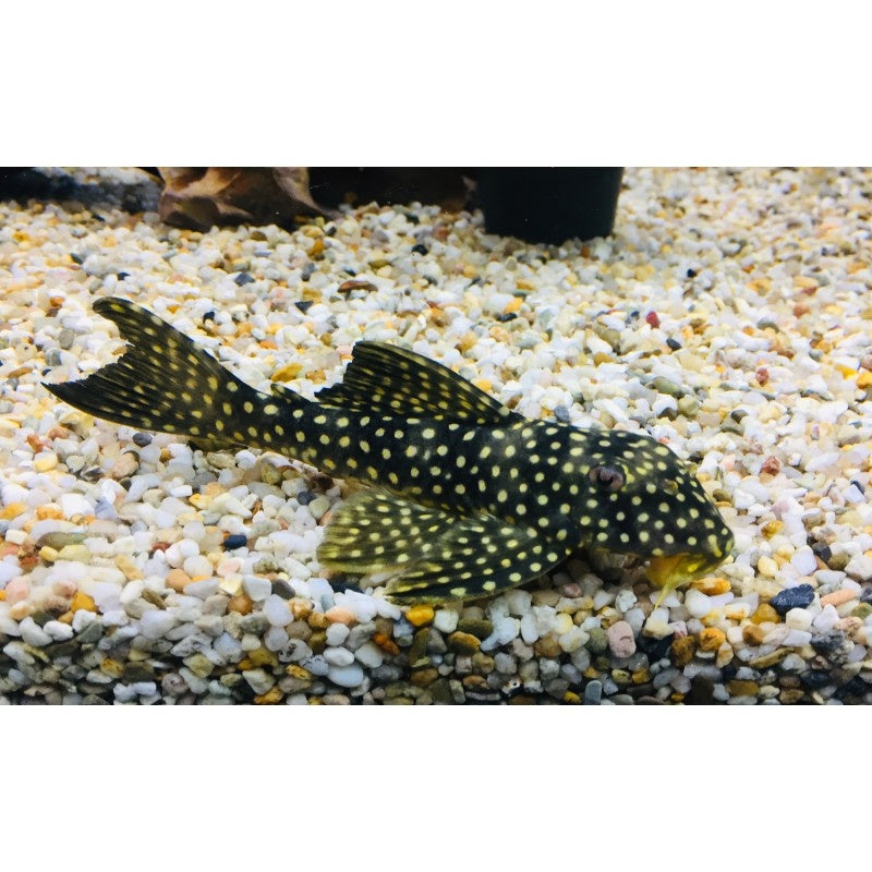 Scobinancistrus sp. L048
