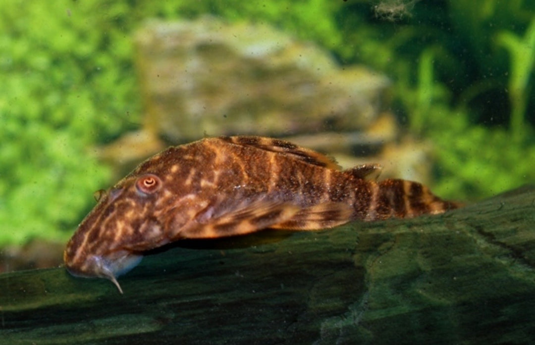 Zwergschilderwels - Panaqolus maccus L104