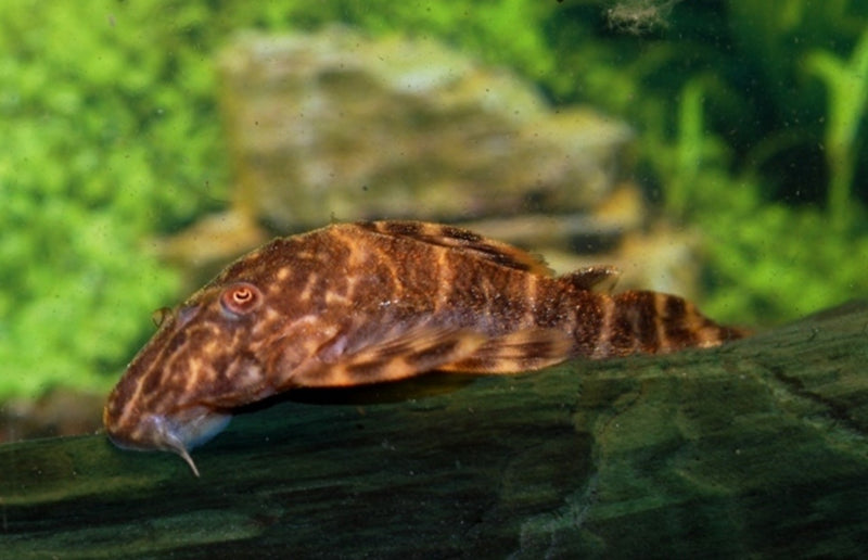 Zwergschilderwels - Panaqolus maccus L104