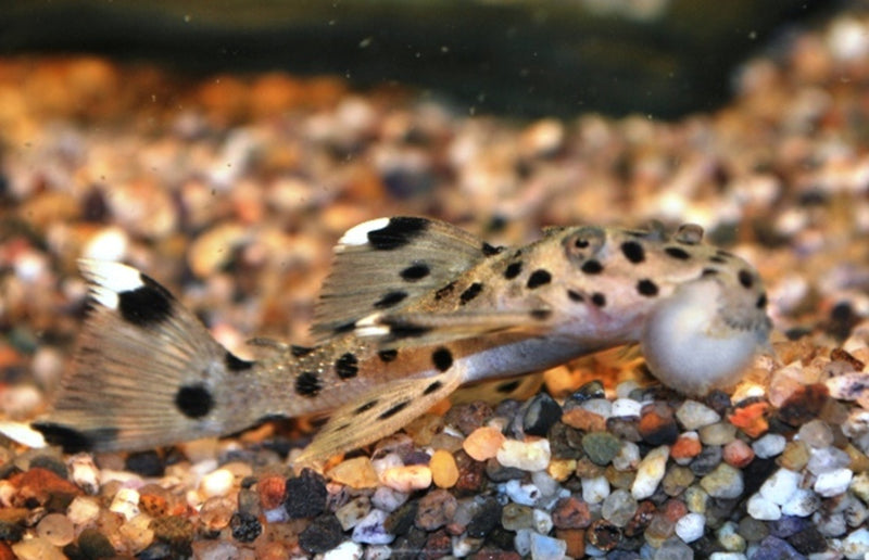 Weißspitzen Rüsselzahnwels - Leporacanthicus joselimai L264
