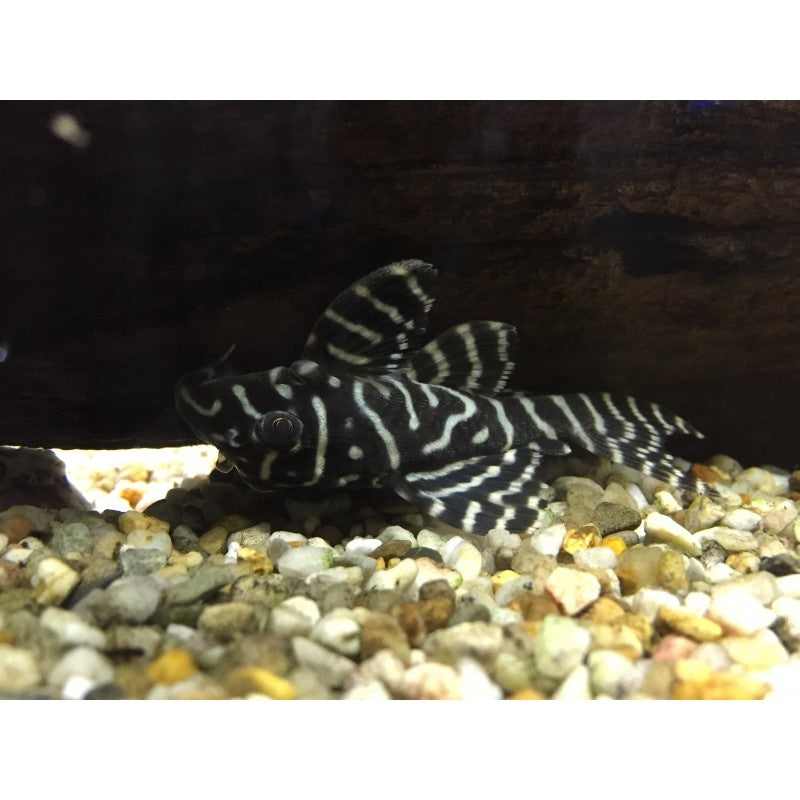 Königstiger Harnischwels - Hypancistrus sp. L333
