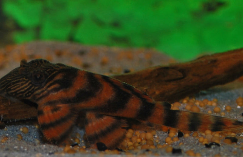 Alenquer Tiger Harnischwels - Panaqolus sp. L397