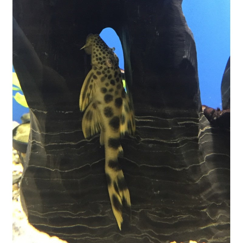 Ancistomus L75