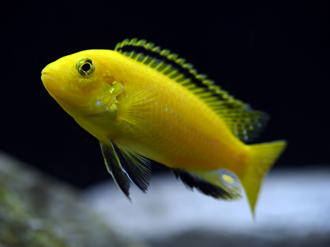 Gelber Labidochromis - Labidochromis caeruleus
