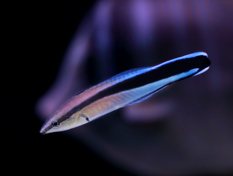Putzerlippfisch - Labroides dimidiatus