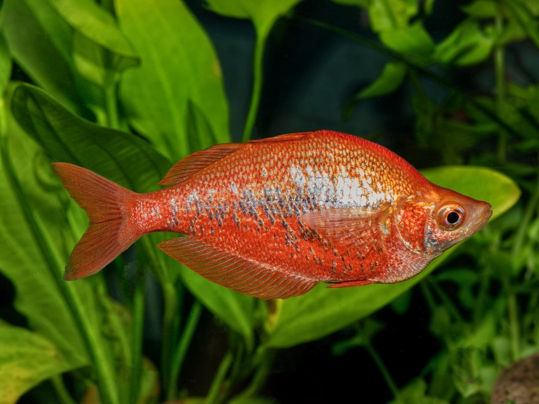 Regenbogenfisch - Glossolepis incisus "Lachsrot"
