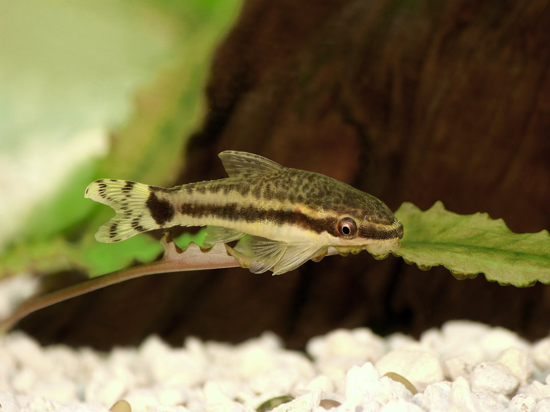Längsstreifen Ohrgitterharnischwels - Otocinclus vittatus