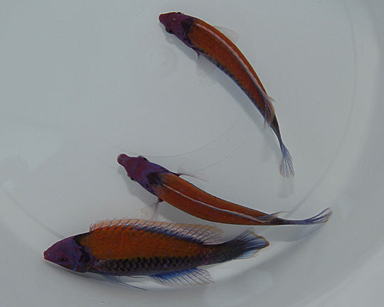 Orangerücken Zwerglippfisch