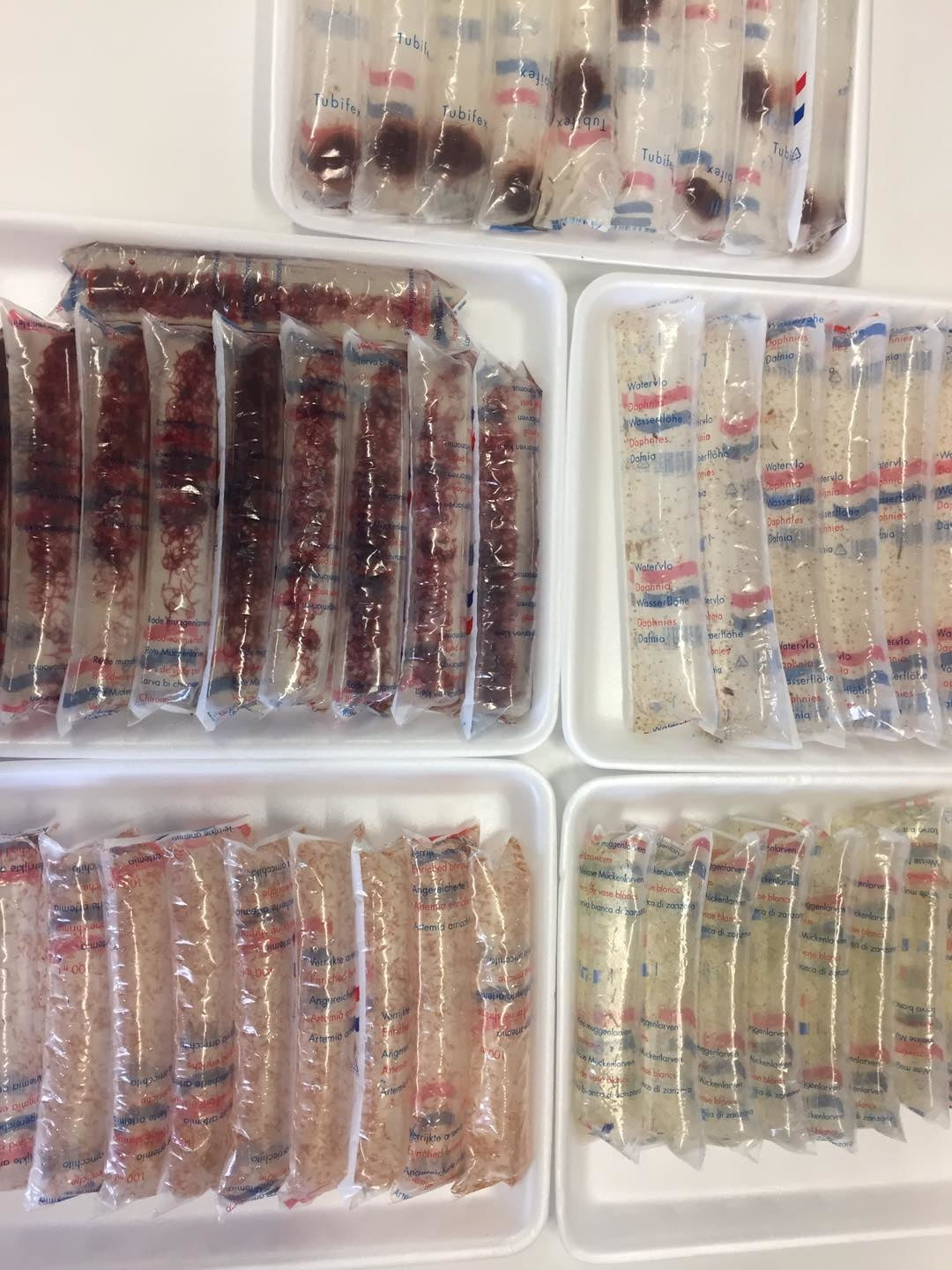 Lebendfutter gemischt 90ml 10 Stück Paket