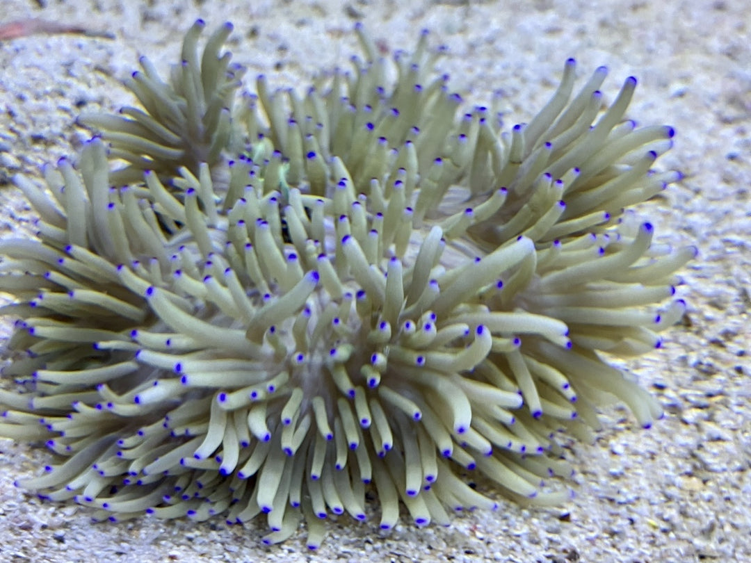 Lederanemone "braun" - Heteractis crispa