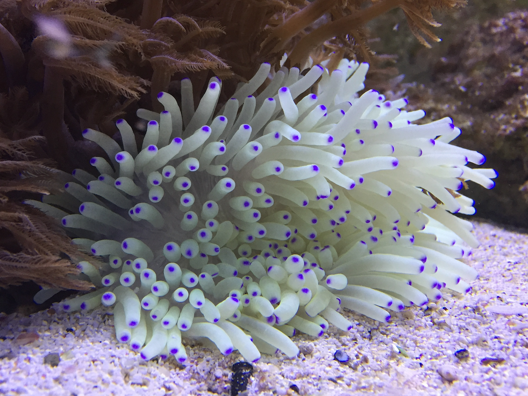 Lederanemone "weiß" - Heteractis crispa