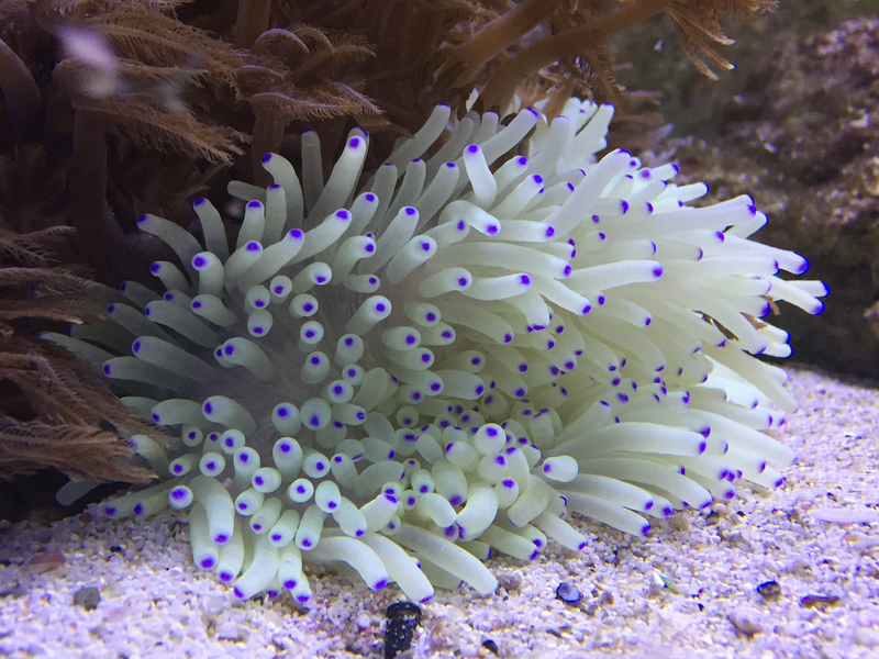 Lederanemone "weiß" - Heteractis crispa