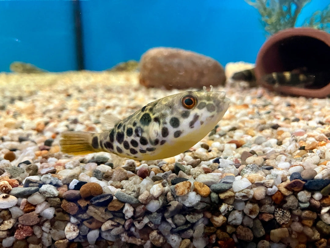 Leopardkugelfisch - Tetraodon schoutedeni