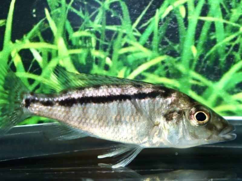 Lichnochromis acuticeps