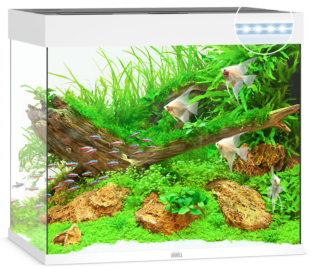 Juwel Lido 200 Aquarium weiß