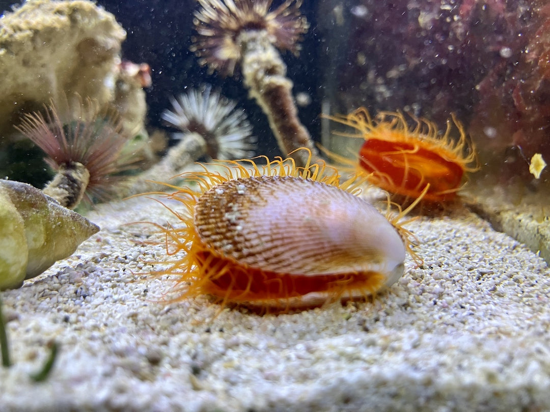 Rote Feilenmuschel - Lima orientalis
