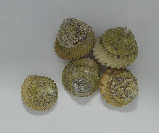 Turbanschnecke - Lithopoma tectum