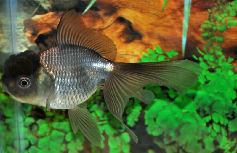 Löwenkopf Oranda "Blau" - Carassius auratus