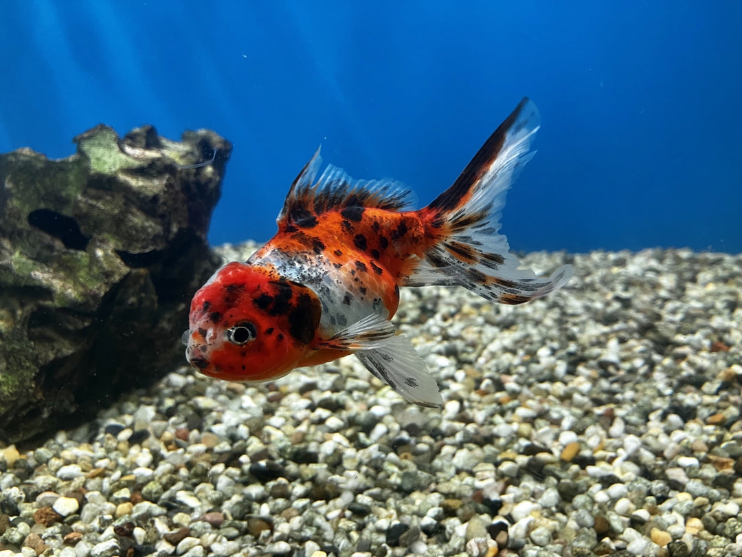 Löwenkopf - Carassius auratus "Calico"