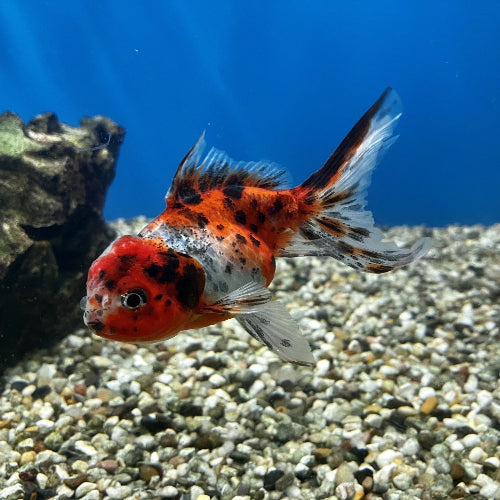 Löwenkopf - Carassius auratus "Calico"