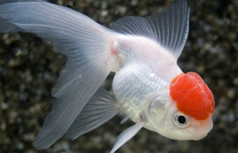 Löwenkopf "Rotkopf" - Carassius auratus 10-12cm