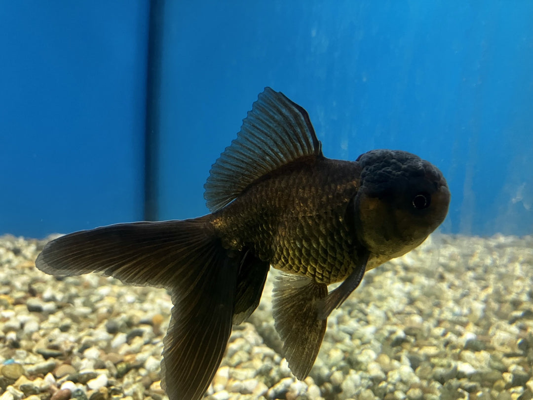 Löwenkopf - Carassius auratus "Schwarz" 8-10cm