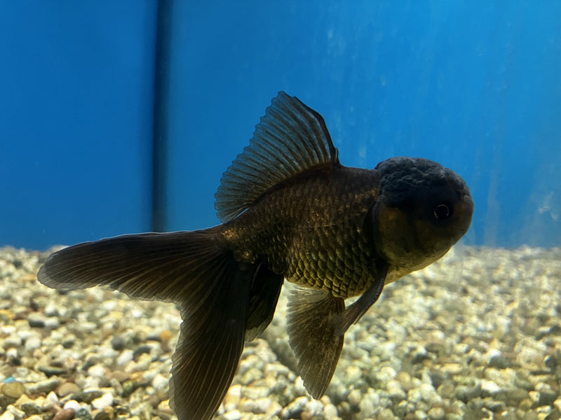 Löwenkopf - Carassius auratus "Schwarz" 8-10cm