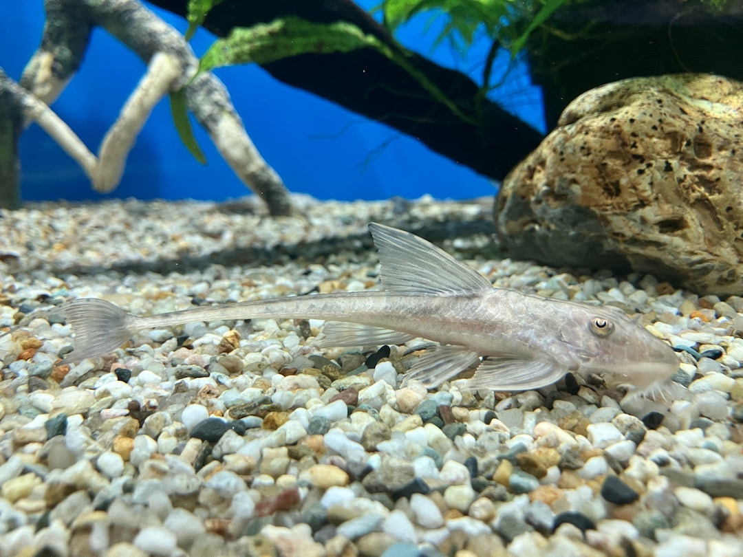 Zügelstrich Hexenwels - Loricaria sp. Rio Atabapo