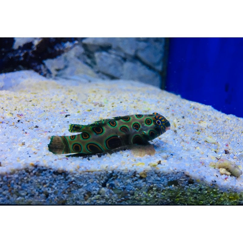 LSD Mandarinfisch - Pterosynchiropus picturatus PAAR