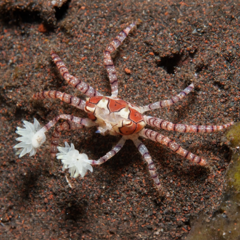 Boxerkrabbe - Lybia tessellata