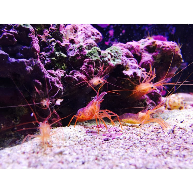 Wurdemanns Putzergarnele - Lysmata wurdemanni