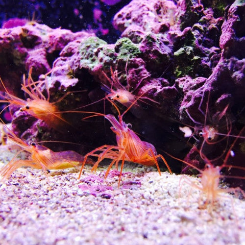 Wurdemanns Putzergarnele - Lysmata wurdemanni
