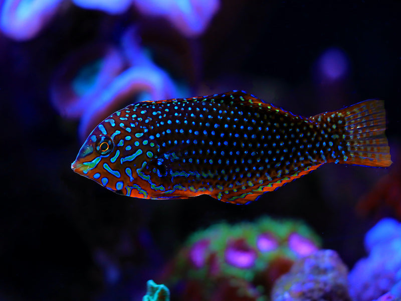 Leoparden Lippfisch - Macropharyngodon ornatus