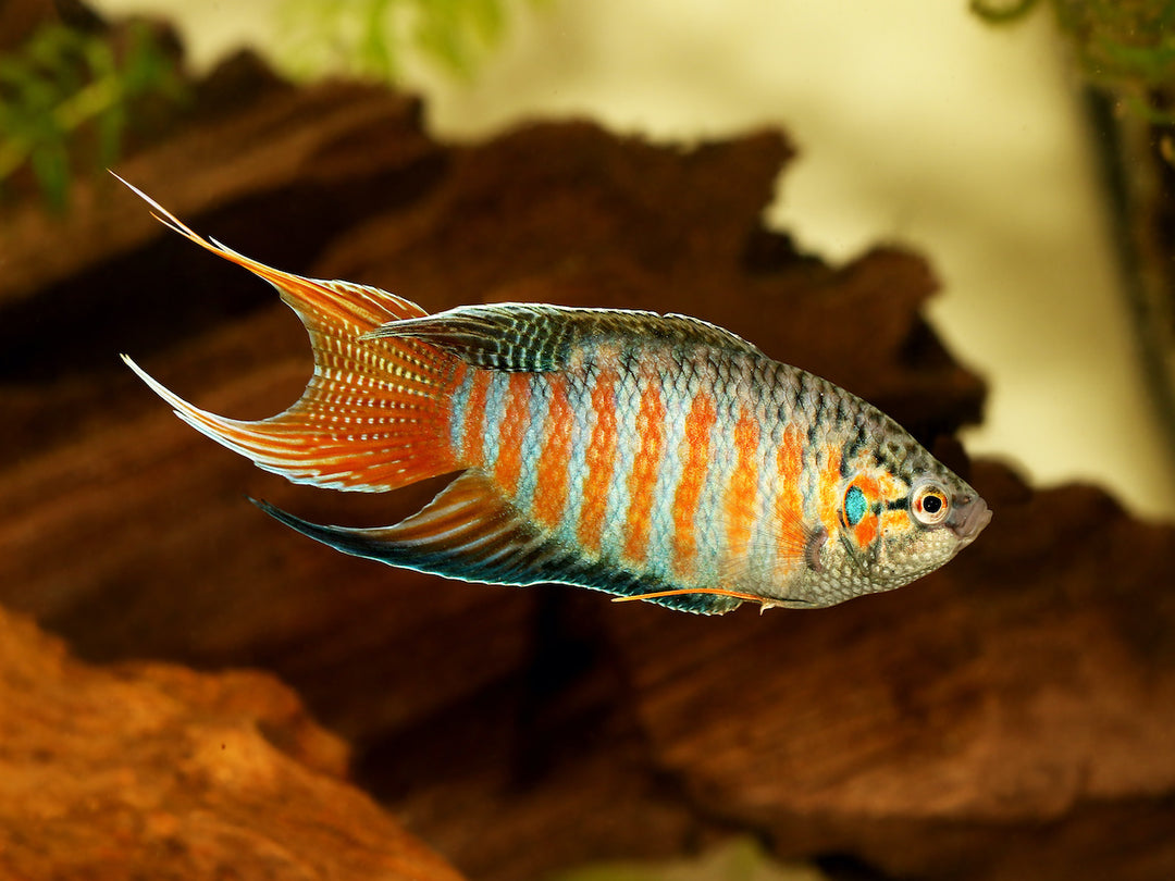 Makropode - Macropodus opercularis