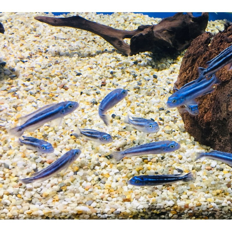 Blauer Johanni