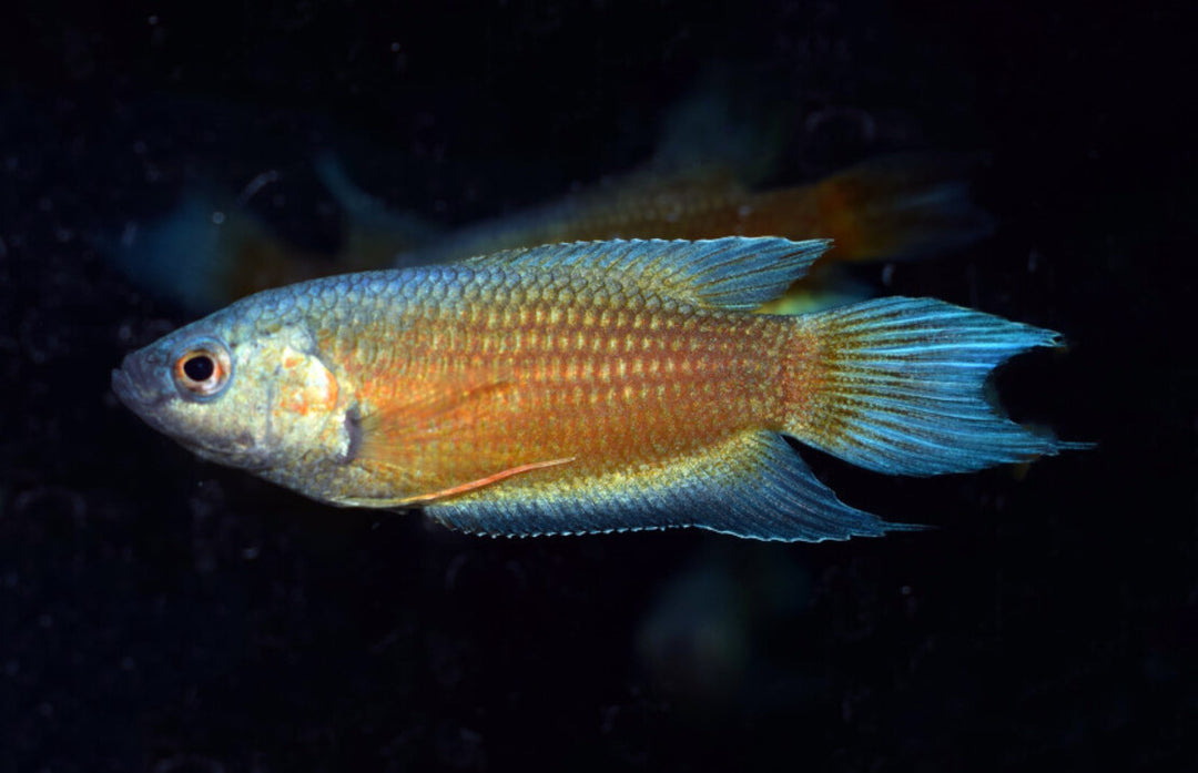 Makropode - Macropodus opercularis "Rot mit blauen Flossen"