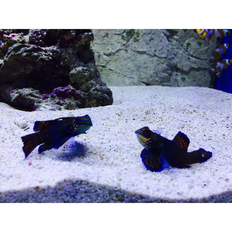 Mandarinfisch - Pterosynchiropus splendidus "Paar"